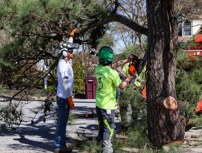 Reliable Tree Removal Team Serving Springfield Community