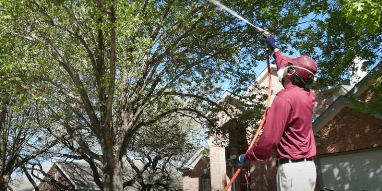 Tree Service in Shelton That Protects Your Property
