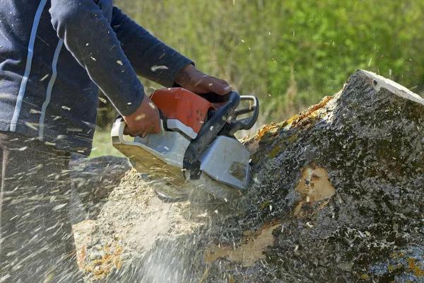 Emergency Tree Cutting Service for Storm-Damaged Trees