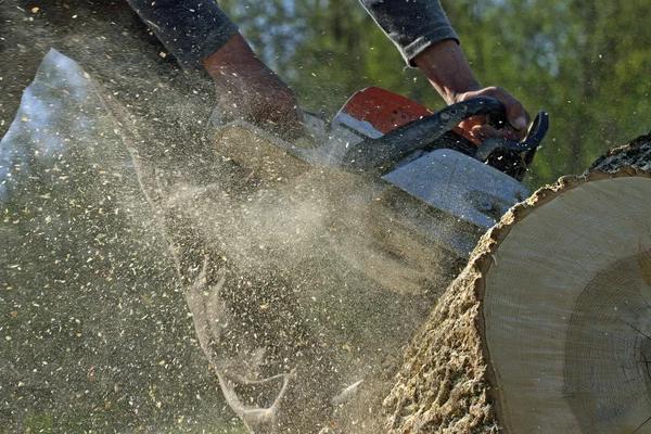 Tree Removal Service Mobile with Clean and Efficient Work